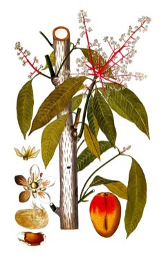 Mangifera indica Mango, Bowen Mango